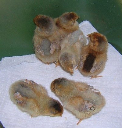 18325_bluelacedredchicks1.jpg