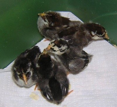 18325_silverlacedchicks1.jpg