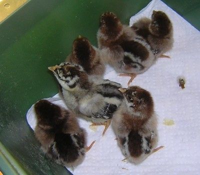 18325_silverpenciledchicks1.jpg