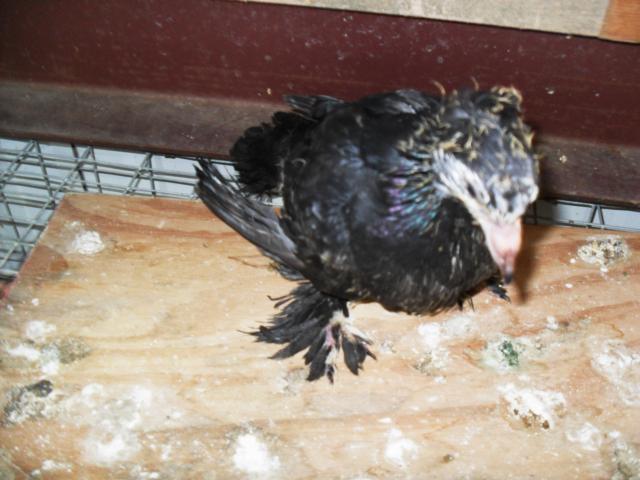 18360_baby_pigeon_002.jpg