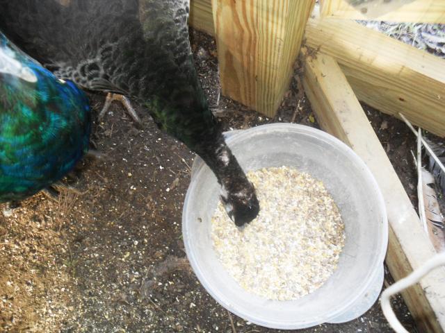 18360_birds_012.jpg