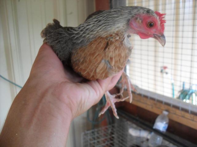 18360_chickens_001.jpg