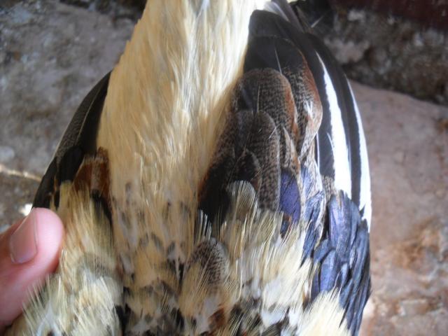 18360_chickens_006.jpg