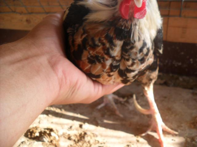 18360_chickens_008.jpg