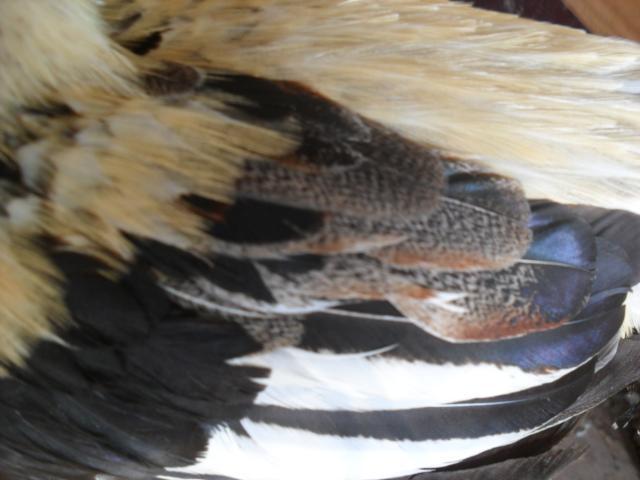 18360_chickens_009.jpg
