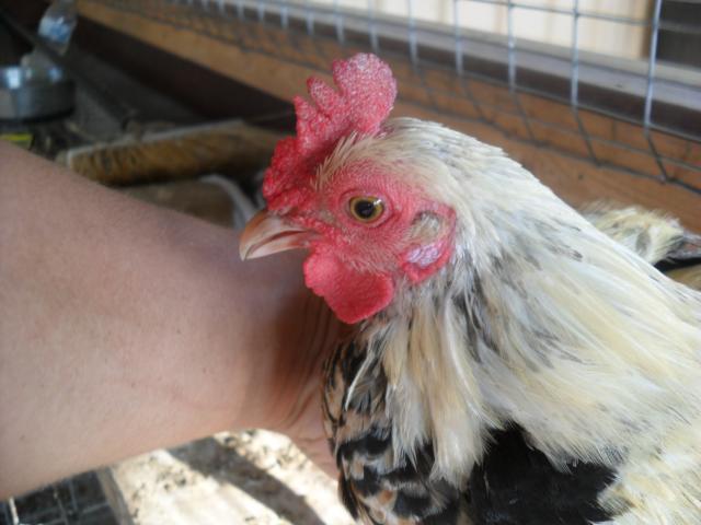 18360_chickens_010.jpg