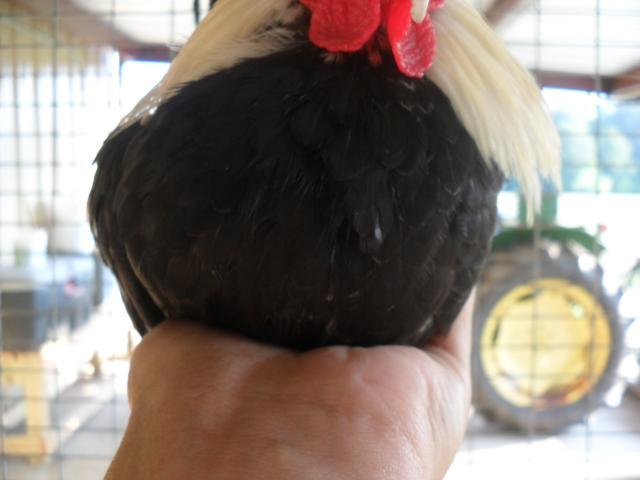 18360_chickens_014.jpg