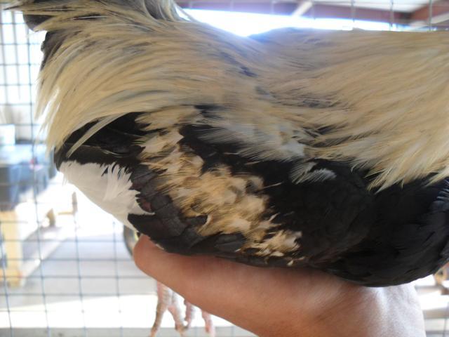 18360_chickens_015.jpg