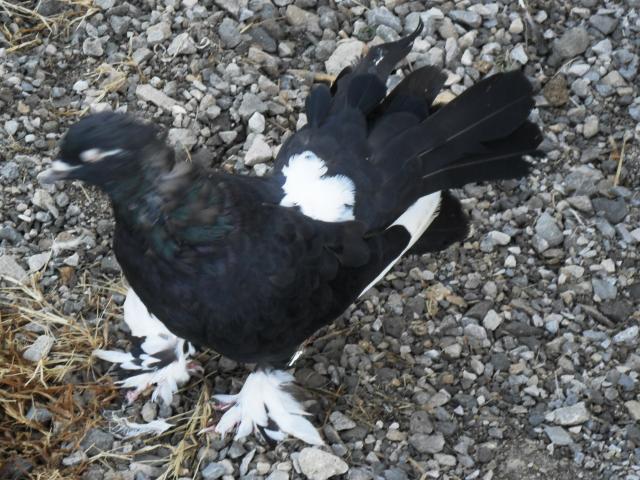 18360_moma_pigeon_and_step_dad_004.jpg