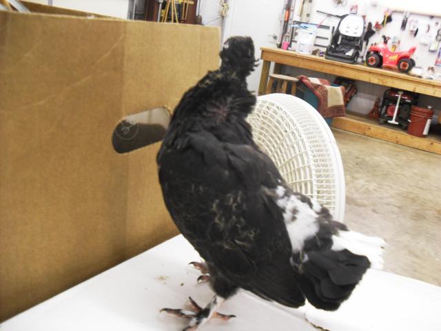 18360_new_baby_pigeon_013.jpg