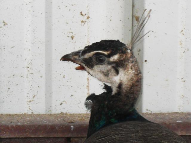 18360_peacock_injury_019.jpg