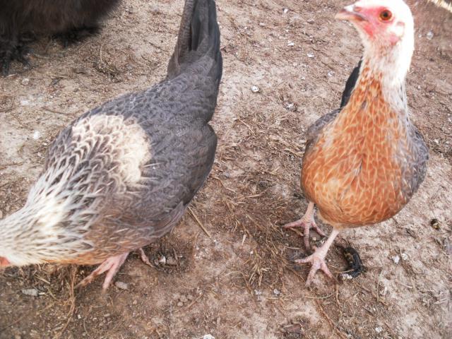 18360_pheasant_pen_019.jpg