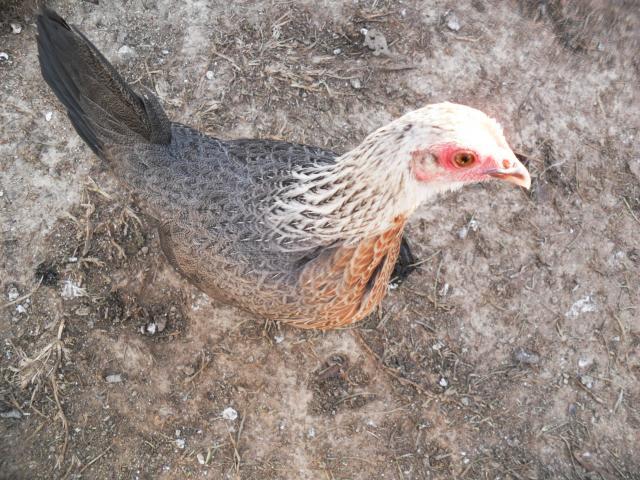 18360_pheasant_pen_029.jpg