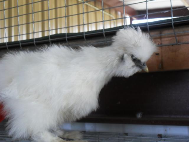 18360_silkie_chicks_002.jpg