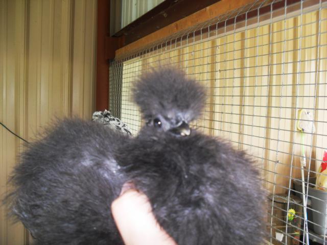 18360_silkie_chicks_008.jpg