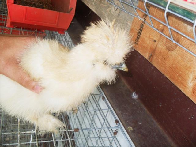 18360_silkie_chicks_010.jpg