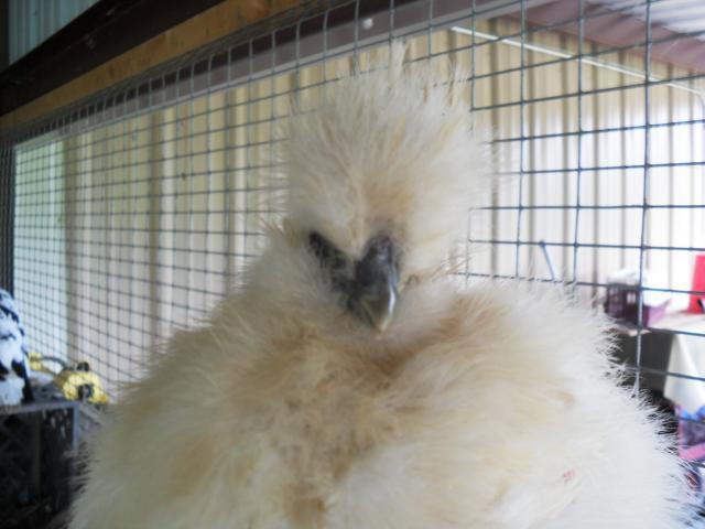 18360_silkie_chicks_013.jpg