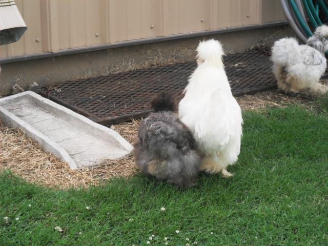 18360_silkie_pics_for_eggs_016.jpg