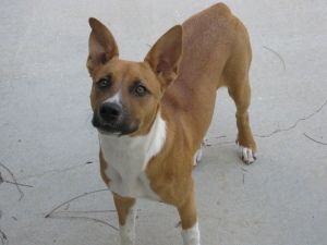 Basenji feist hot sale mix