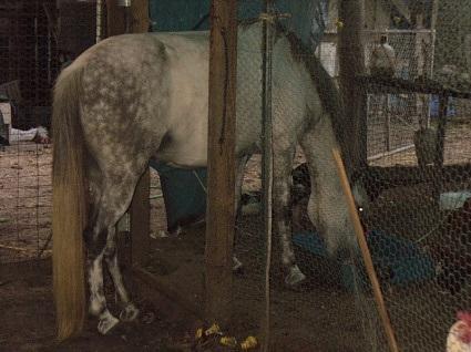 18368_charlotte_in_coop.jpg