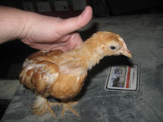 18368_chickens_june_09_007.jpg