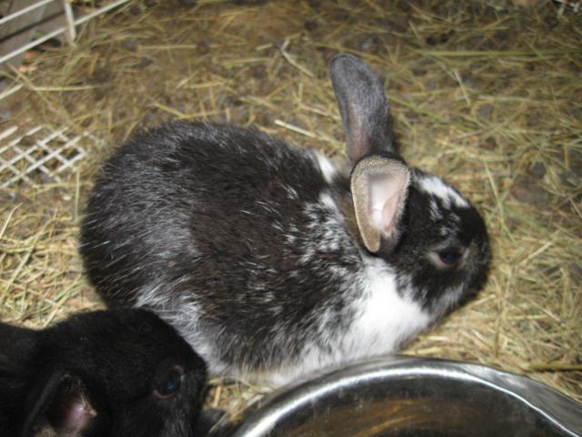 18368_img_0939.jpg