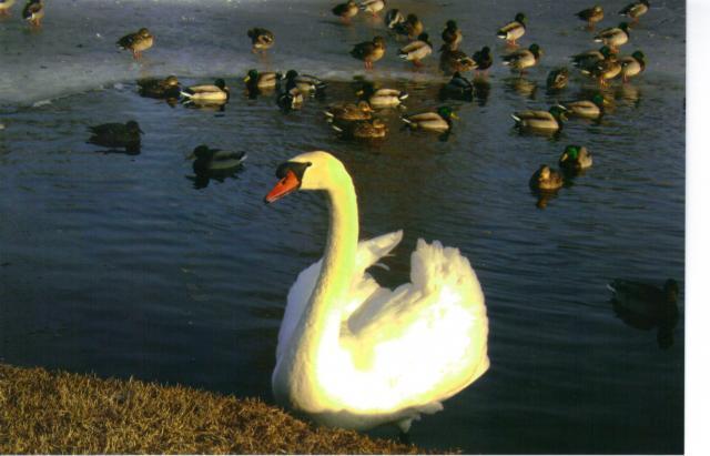 18371_goose.jpg