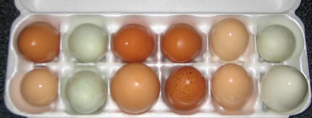 18399_eggs12-08.jpg