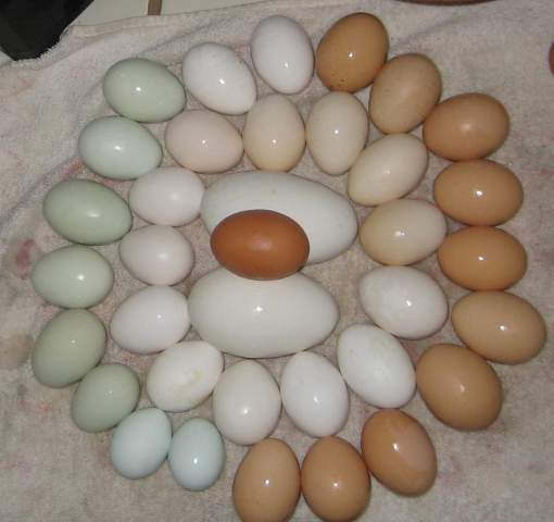 18399_eggs209.jpg