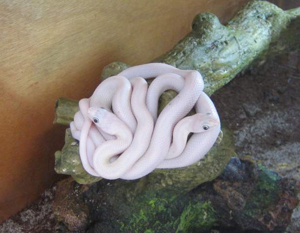 18399_ratsnakes2.jpg