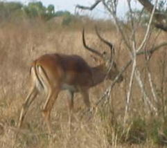 18410_impala3.jpg