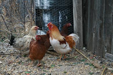 18410_new_roo.jpg