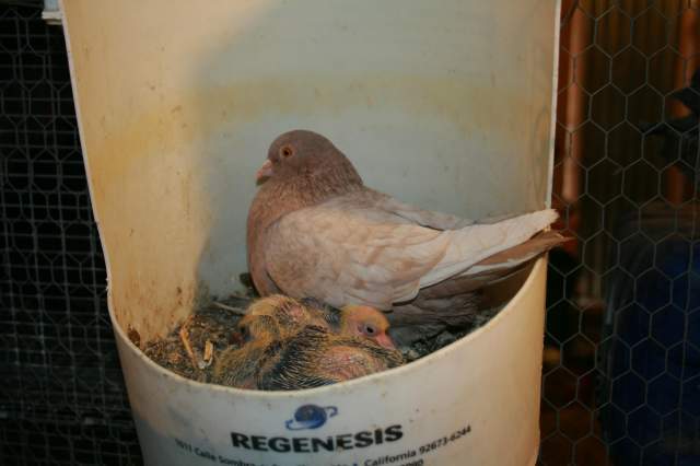 18410_pigeons.jpg