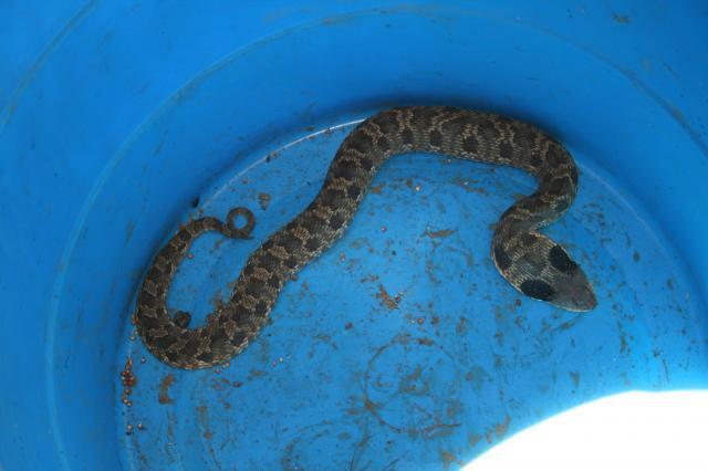 18410_snake.jpg