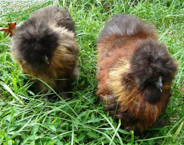 18487_codys_silkies.jpg