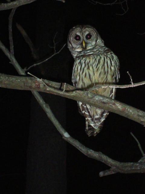 18487_owl_005.jpg