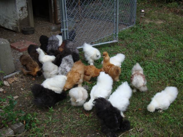18487_silkies_001.jpg