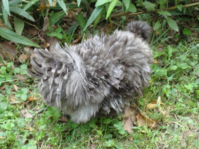 18487_silkies_003.jpg