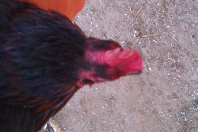 18493_imag0167.jpg