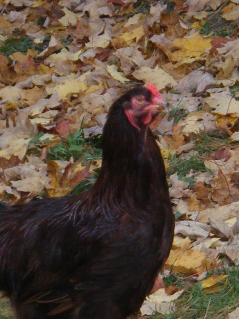 1855_2009_10290147.jpg