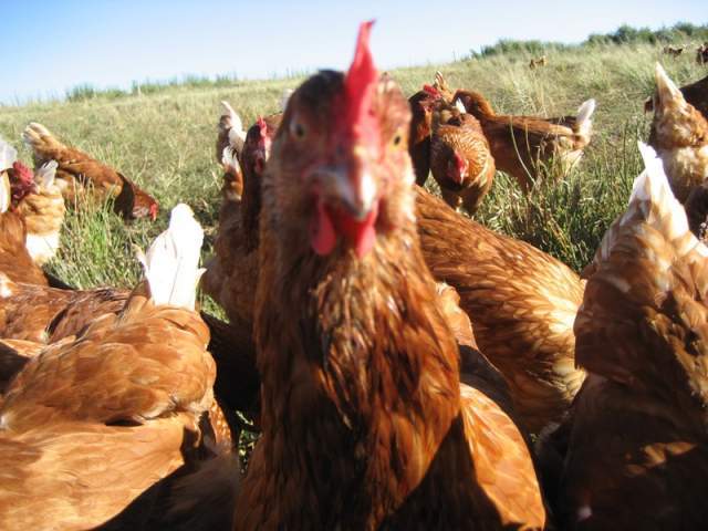 1855_close_up_red_hens.jpg