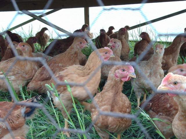 1855_red_broilers_in_tractor.jpg