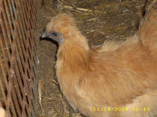 18579_chickenselk_040.jpg