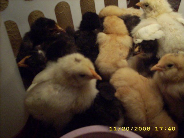 18579_chickenselk_074.jpg
