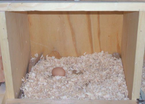 18618_1st_egg.jpg