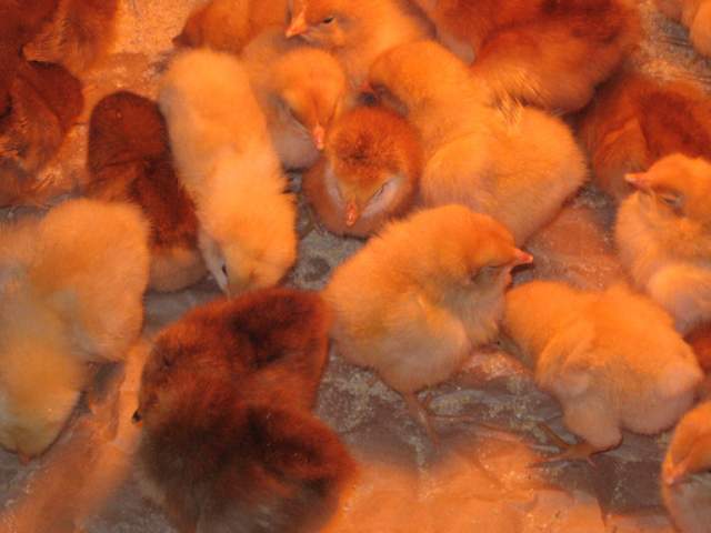 18618_chicks3.jpg