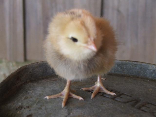 18639_chickens_007.jpg