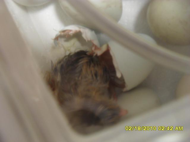 18652_incubated_chicks_hatching_004.jpg