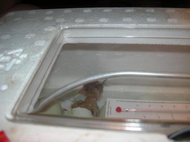 18652_incubated_chicks_hatching_029.jpg