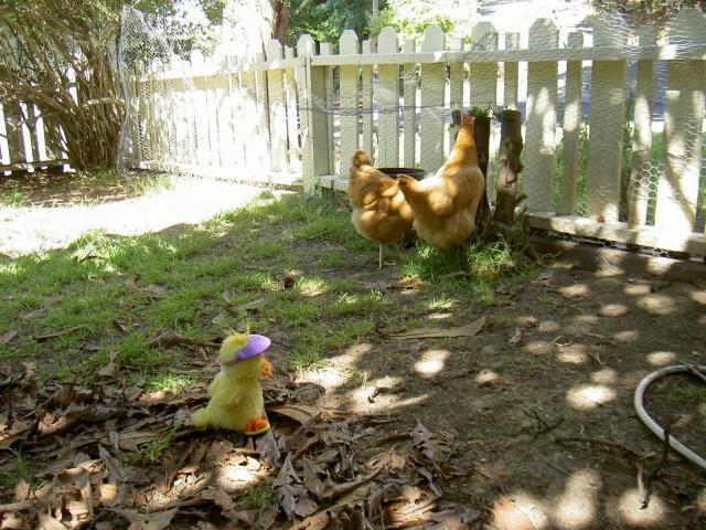 18671_pict2794.jpg